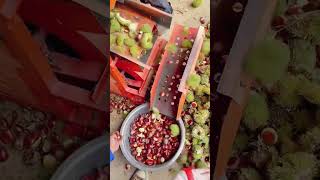 Chestnut thorn shell peeling machine Good tools and machinery can increase work efficiency [upl. by Alexi]