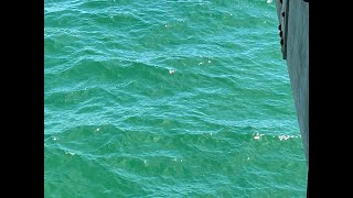 A great day on the Alabama Gulf state pier [upl. by Donald797]