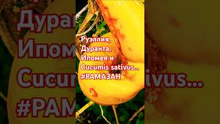 Руэллия Дуранта Ипомея и Cucumis sativus РАМАЗАН рамазан [upl. by Lawler441]