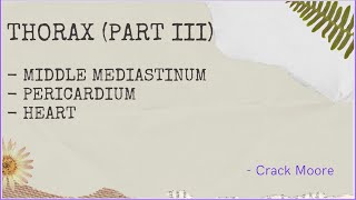 THORAX  Part III Middle Mediastinum medical anatomy thorax anatomyquiz heartanatomy [upl. by Perren]