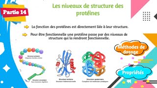 Biochimie  Structure des protéines  Partie 1414 [upl. by Ase]