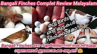 BangaliFinchesMalayalamReview Bangal Finches Breeding Tips Malayalam [upl. by Anavahs53]