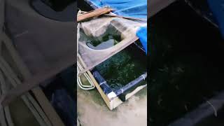 ornamental fish farming alipurduarmy ornamental fish feeding time [upl. by Elo332]