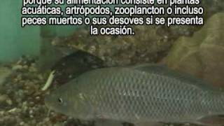 Cyprinus carpio CARPA alimento o contaminante [upl. by Joselyn84]