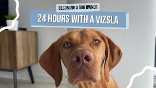 What Its Actually Like Owning a Vizsla  Spend the Day With Willa [upl. by Hillhouse]