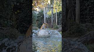 Tiger hat mega Spaß mit großem Ball und genießt das Wasser im Zoo Leipzig 🐅 [upl. by Ettecul]