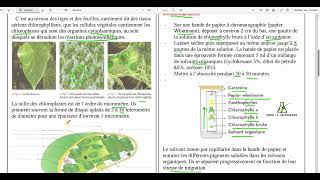 93 Localisation de la chlorophylle au sein de la cellule végétale le chloroplaste [upl. by Barren]