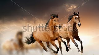 Horse health  The Science of oxidative stress Protandim [upl. by Hazrit]