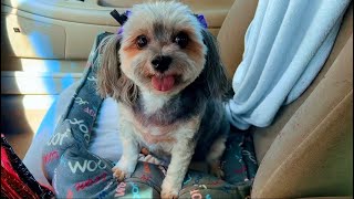 Hello I’m MOLLY a shih tzu aka Mama’s Girl grooming cute dog [upl. by Auhsuj410]