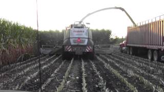 Claas 980 chopping big corn at Marshland Acres Durand WI Filmed by Lindstrom Equipment [upl. by Dannye]