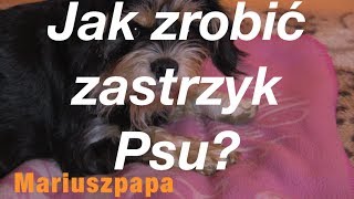 Jak zrobić zastrzyk psu Z serii nasze zwierzaki [upl. by Owades322]