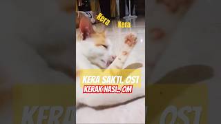 Kucing Jantan Sakti kucing sakti kerasakti oyen [upl. by Anzovin]