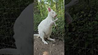 Albino Kangaroo Eating [upl. by Alemaj]