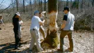 Stone adzes and bone chisels vs oaks at Ergersheim 2012 [upl. by Alletnahs]