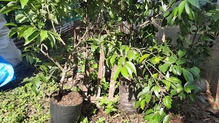 cutting and transplanting marcotted cinnamon [upl. by Carn713]