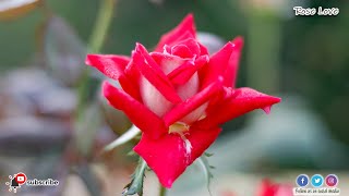 🌹🌹Love rose variety  Love Grandiflora Red colour Rose  love rose plant  Love Rose Grandiflora [upl. by Ajim]