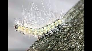 Fall Webworm Moth Caterpillars [upl. by Applegate675]