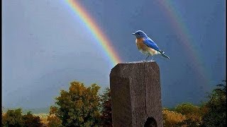 Somewhere Over the Rainbow  What a Wonderful World  Israel KamakawiwoOle with lyrics [upl. by Ard]