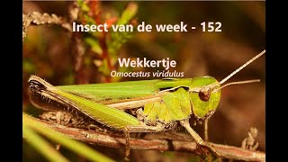 Insect van de Week 152 Wekkertje [upl. by Botsford604]