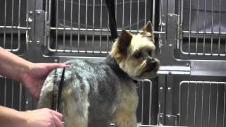 Yorkie Short Pet Trim Tail [upl. by Marcelia]