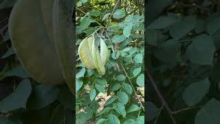 Kentucky Coffee Tree Gymnocladus dioicus in Pea Family Fabaceae [upl. by Pietrek]