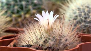 Mammillaria pennispinosa flowering [upl. by Dolloff44]