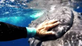 Une baleine sauve une biologiste dun requin tigre [upl. by Pisano306]