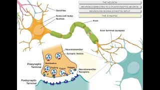 Intro to Neuroscience [upl. by Himelman]