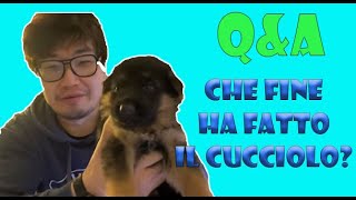 QampA Che fine ha fatto il cucciolo Quanto mangia la rana Pacman [upl. by Animaj563]