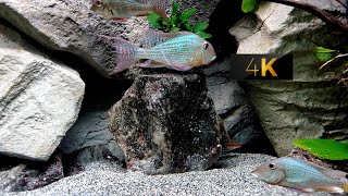 HOW TO RELAX GEOPHAGUS ALTIFRONS COMMUNITY AQUARIUM [upl. by Mahla]