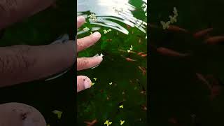 ornamental fish farming alipurduar ornamentalfish fishfarming aquarium fish aquafarming [upl. by Corabella]