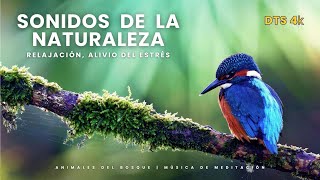 Sonidos RELAJANTES de PÁJAROS🦜 CANTO de las AVES en el BOSQUE 247 HORAS😲 [upl. by Eberly]