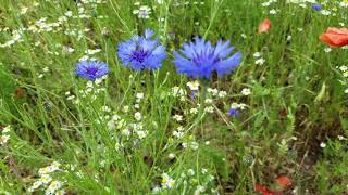 Die blaue Kornblume CyanusSegetumHill LoveNature BlaueBlume Blumenwiese [upl. by Akeihsal]