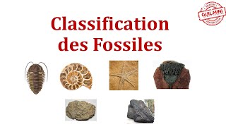 Classification des Fossiles  GuilMini [upl. by Ativahs138]