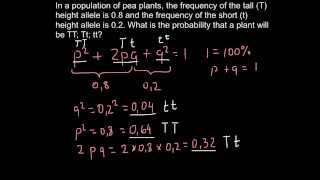 How to use HardyWeinberg formula in order to solve genetics problems [upl. by Chapman]