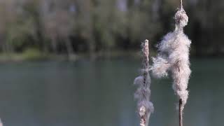 Waterside Fishery  Heron Lake  Carp Fishing [upl. by Hulbert]