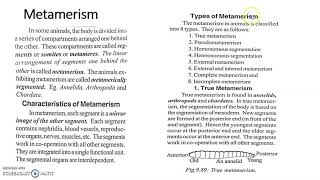 Metamerism in Annelida [upl. by Eiuol518]