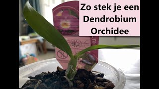 Dendrobium orchidee stekken Propagation Dendrobium orchids [upl. by Leimaj]