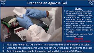 Agarose Gel Electrophoresis [upl. by Kciderf]