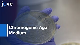 Chromogenic Agar Medium for the Detection of Vibrio Species  Protocol Preview [upl. by Naujet467]