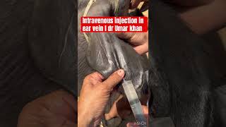 Intravenous injection in ear vein l dr Umar khan [upl. by Riamo]