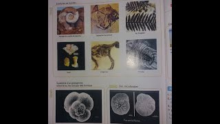 Exercices d’évaluation les fossilesl’échelle stratigraphiquele cycle sédimentaire [upl. by Griff564]