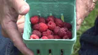 Different Varieties of Raspberries Part 2 [upl. by Annot]