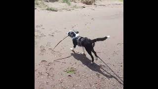 Jethro Australian Shepherd first time in river [upl. by Sauer]