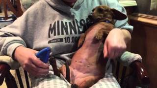 Dachshund being a chicken while getting nails clipped [upl. by Okiron]