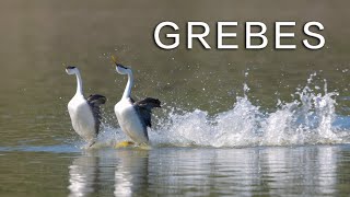 GREBE  The bird that runs and dances on water [upl. by Jedd]