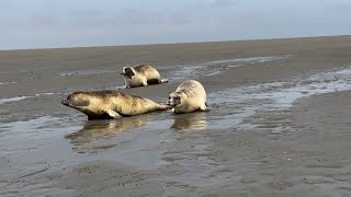 Release of the seals Pieter Palinka and Sophie into the wadden sea [upl. by Eneli]