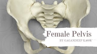 Female Pelvis  Definition  Bones  Joints  Ligaments  Landmarks  Diameters [upl. by Keiko]