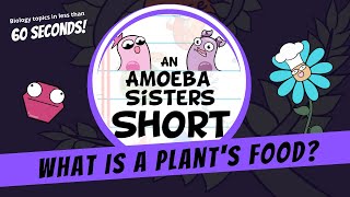 What is a Plants Food  Amoeba Sisters Shorts [upl. by Ahsiner]