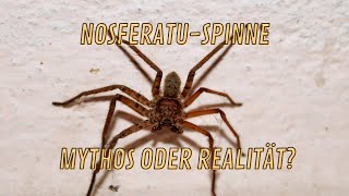 Die NosferatuSpinne Ein Mythos oder Realität [upl. by Harty]